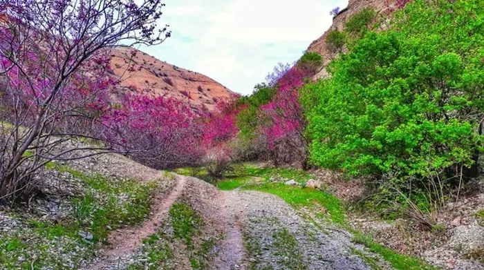 دره ارغوان در بهار پوشیده از درخت و گل های کاغذی بنفش 541635263526352