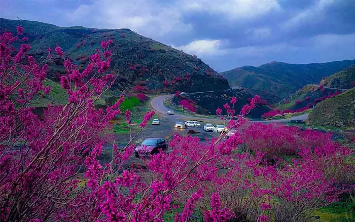 گل های ارغوان در کنار جاده و تردد ماشین ها در دره ارغوان طرقبه مشهد 156453