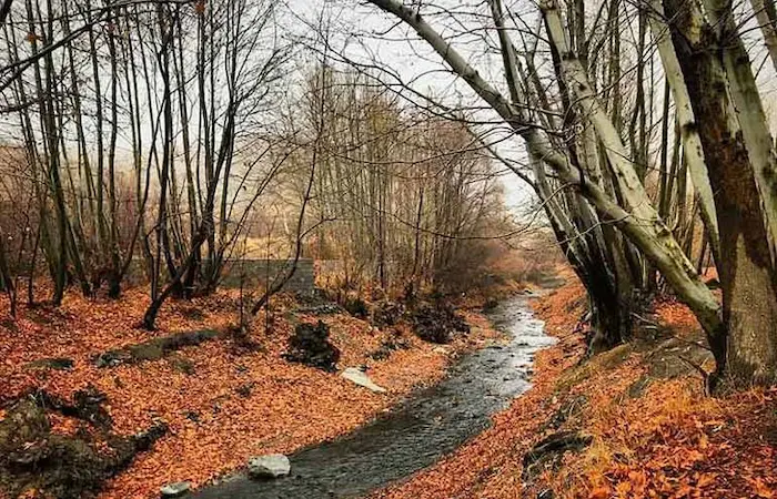 درختان خشکیده د فصل زمستان جنگل جیغ مشهد 8544757