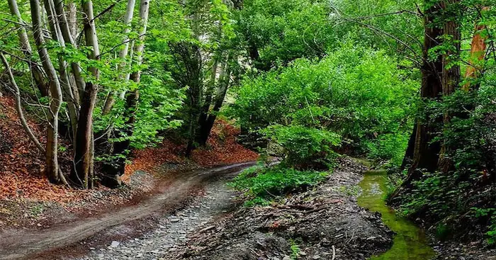 نمایی از درختان سرسبز پارک جنگلی شاندیز مشهد 48548756