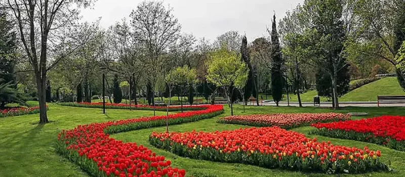 گل های محوطه سازی شده در پارک ملت مشهد 5486746
