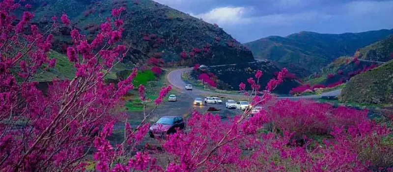 گل های ارغوان در کنار جاده و تردد ماشین ها در دره ارغوان طرقبه مشهد 156453